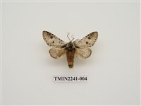 藏品(雙點潘舟蛾)的圖片